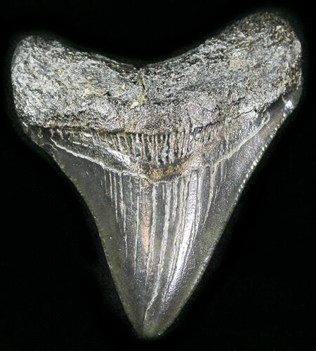 Juvenile Megalodon Tooth #25677